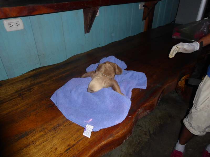 TINY BABY SLOTH! Not great perspective of it’s size, but it’s body was about the size of a small football, if that.